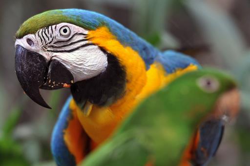 N'essayez pas d'acheter un iguane ou un perroquet en souvenir du Mondial !